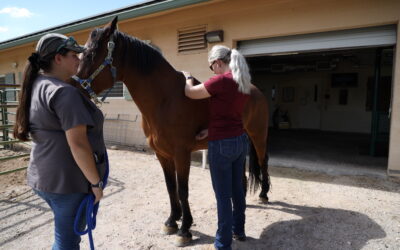 Summer Pneumonia in Horses: Understanding the Risks and Prevention