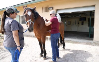 Winter Prepping – Caring For Your Horses