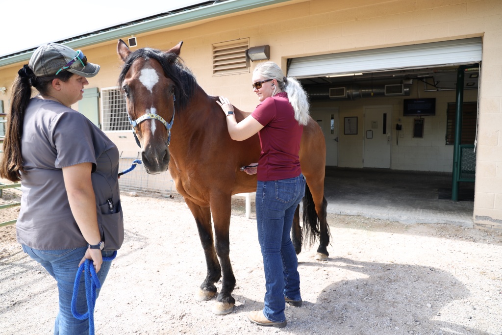 Unraveling the Mystery: Does Your Horse Need a Lameness Exam?
