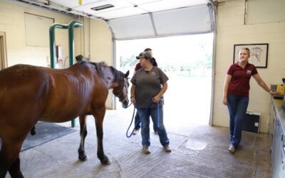 Unraveling the Mystery: Does Your Horse Need a Lameness Exam?