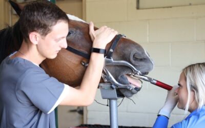 Does My Horse Need a Dentist? Understanding Equine Dental Care