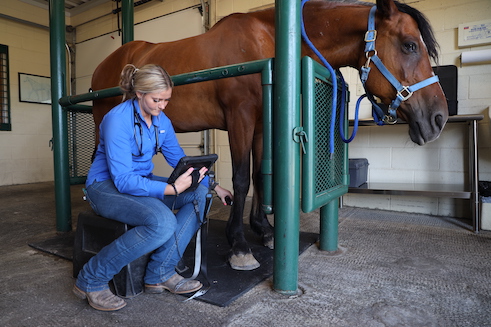 Gastric Ulcers & Your Equine Companion: Understanding, Preventing, and Seeking Care