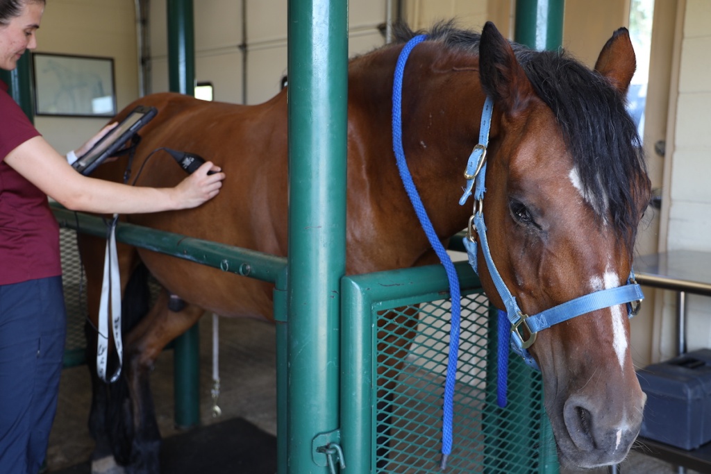 Ensuring Your Equine Companion's Dental Health: Common Dental Issues in Horses