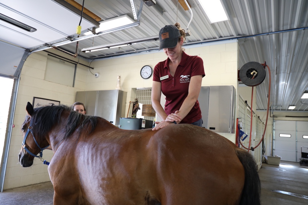 Gastric Ulcers & Your Equine Companion: Understanding, Preventing, and Seeking Care
