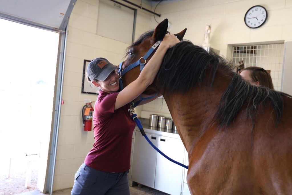 Summer Pneumonia in Horses: Understanding the Risks and Prevention