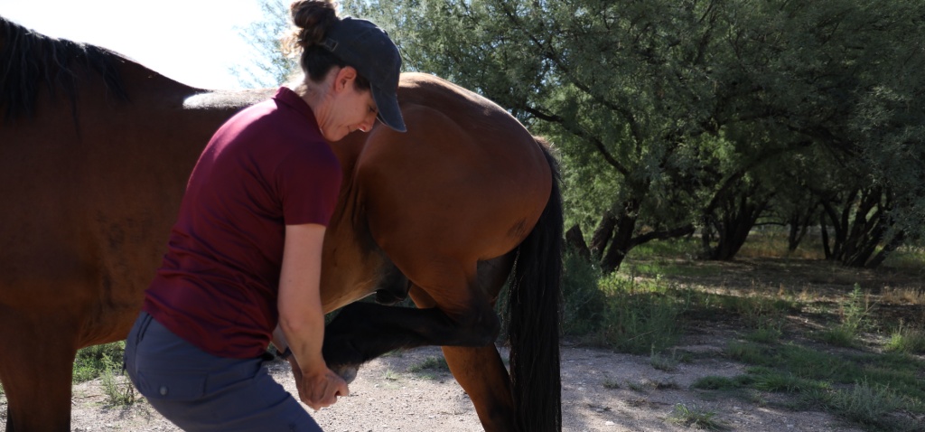 Unraveling the Mystery: Does Your Horse Need a Lameness Exam?