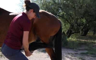 Unbridled Excellence: Top 10 Equine Products in 2023 for Horses and Riders
