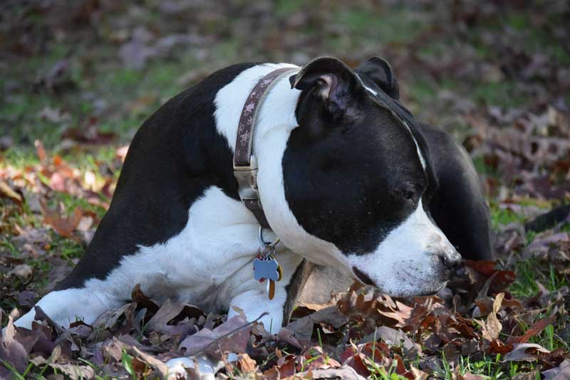 Do You Need to License Your Dog?