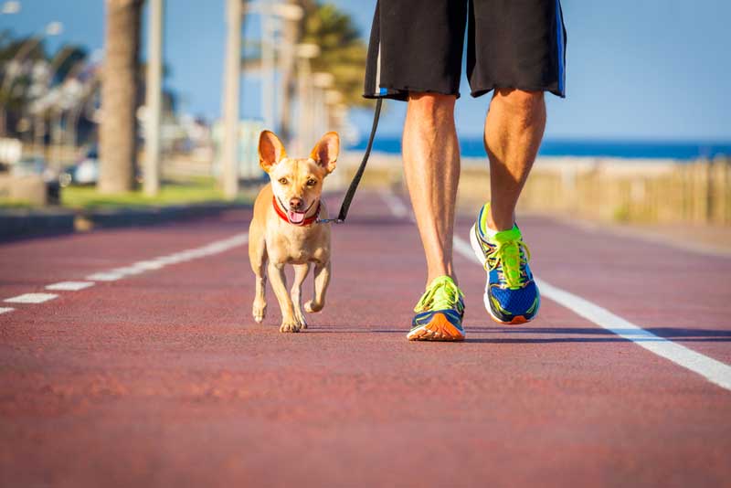Do You Need to License Your Dog?