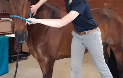 Ensuring Your Equine Companion’s Dental Health: Common Dental Issues in Horses