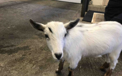 Caring for Your Goats: Understanding and Treating Mastitis