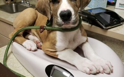 Battling the Bulge: Understanding Pet Obesity and How to Keep Your Furry Friend Healthy