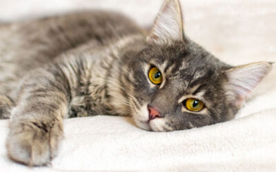 How to Know if Your Cat Is in Pain!