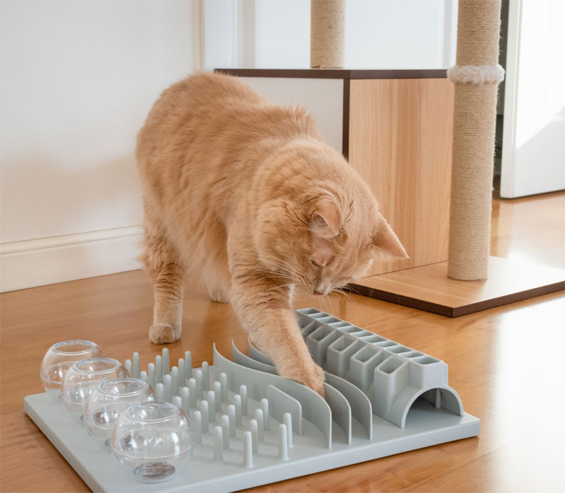 How to Know if Your Cat Is in Pain