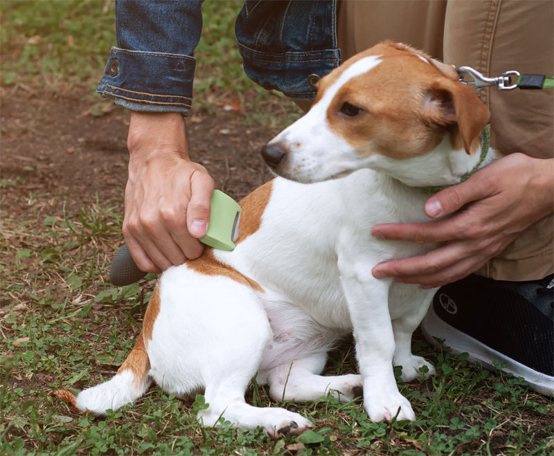 How to Know if Your Cat Is in Pain