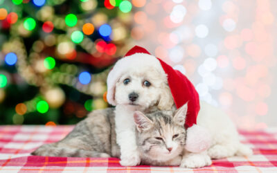 Happy and Merry! Pet Safety Tips for the Whole Holiday Season
