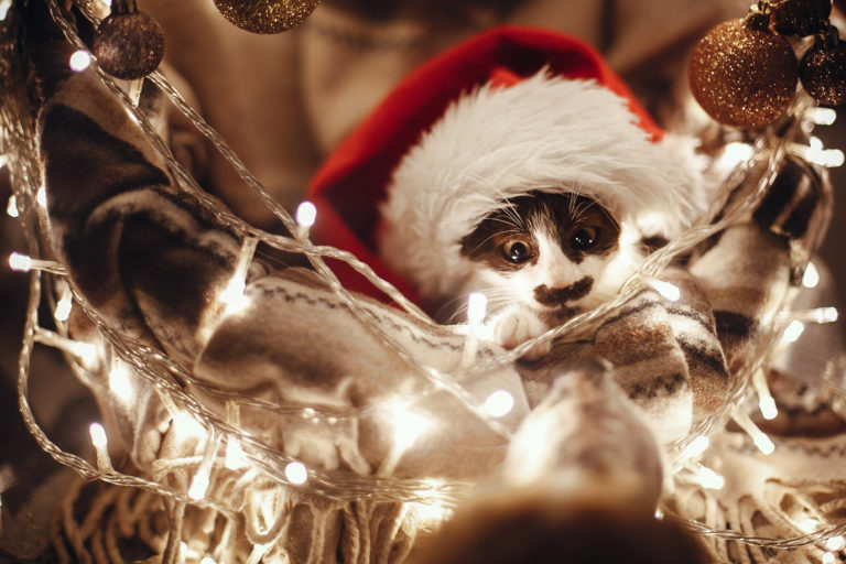 Happy and Merry! Pet Safety Tips for the Whole Holiday Season