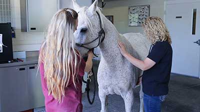 Ensuring Your Horse's Hydration: Signs, Prevention, and First Aid