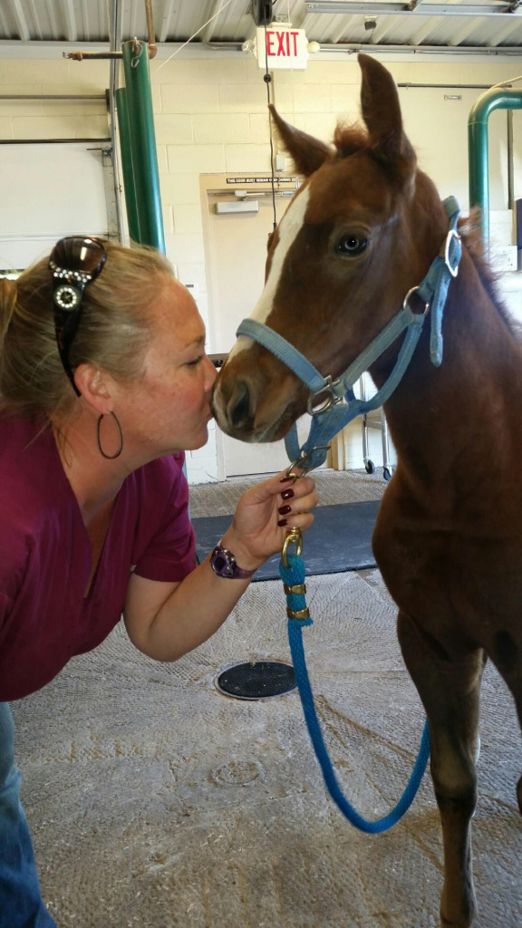 Ensuring Your Equine Companion's Dental Health: Common Dental Issues in Horses