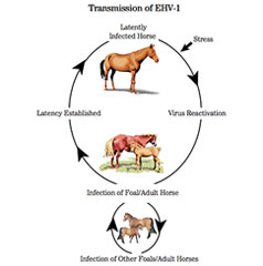 Equine Herpesvirus Outbreak