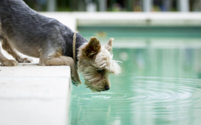 Splash Safely with These Swimming Safety Tips for Dogs