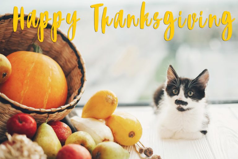 Thanksgiving: What Not to Feed Your Pet