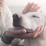 Nurturing Lifelong Bonds: Understanding and Preventing Canine Lymphoma
