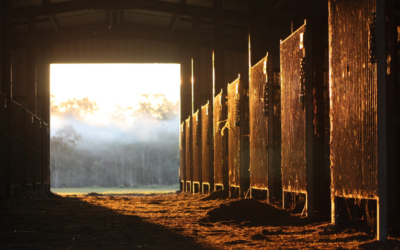 Prepare Your Horse for a Disaster: Assembling a First Aid Kit for the Barn