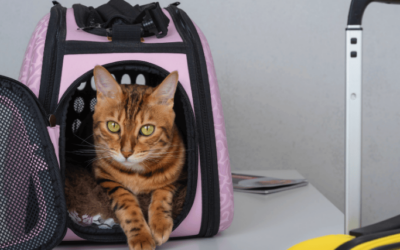 Traveling with Pets: Tips for a Safe and Stress-Free Journey