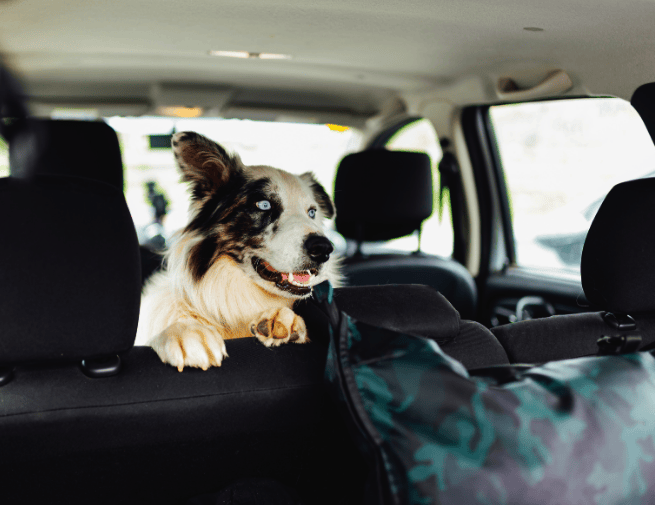 Traveling with pets: Tips for a Safe and Stress-Free Journey