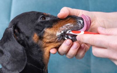 The Best Way to Take Care of Your Dog’s, Cat’s, or Pig’s Teeth