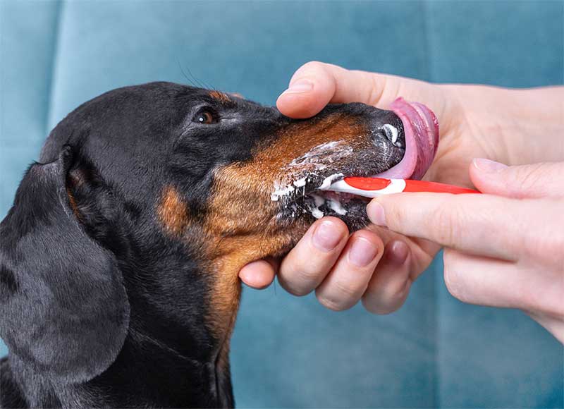 The Best Way to Take Care of Your Dog’s, Cat’s, or Pig’s Teeth