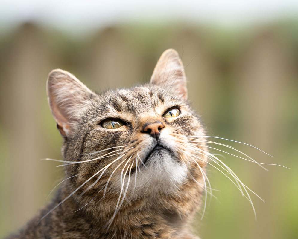 Why Does My Senior Pet Need Two Exams Each Year?