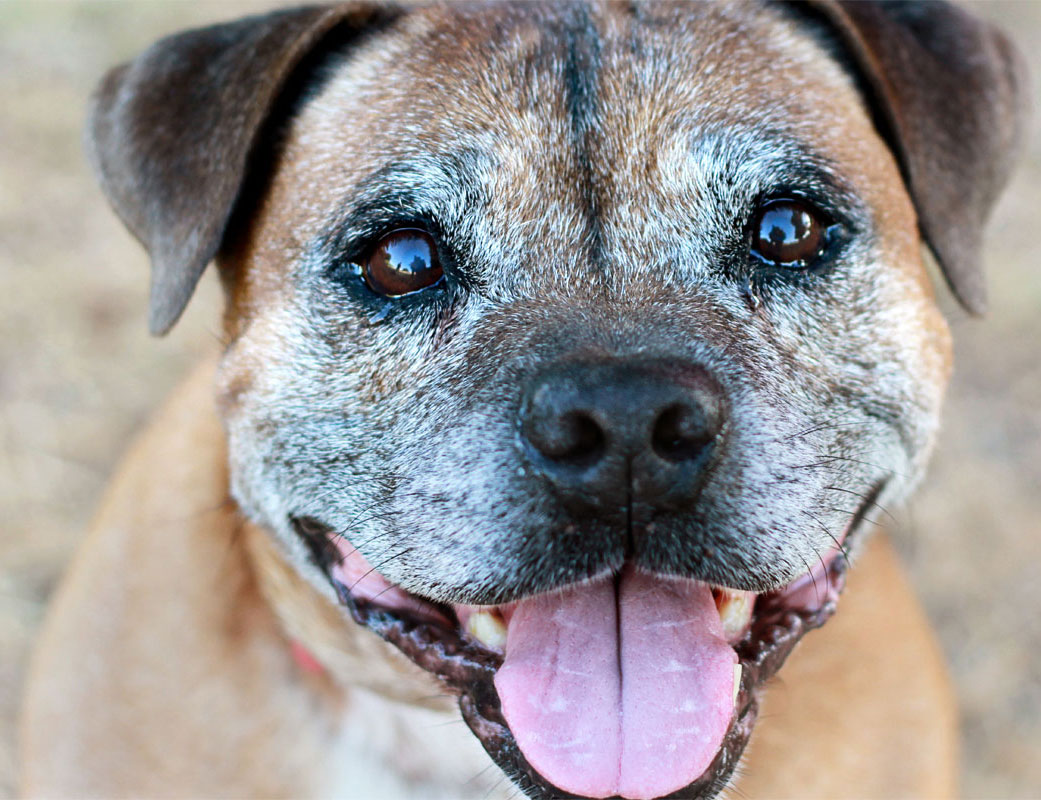 Why Does My Senior Pet Need Two Exams Each Year?