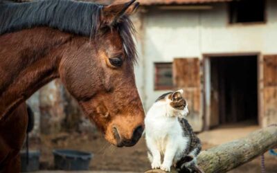 Can All Animals Be Microchipped and How Does That Work?