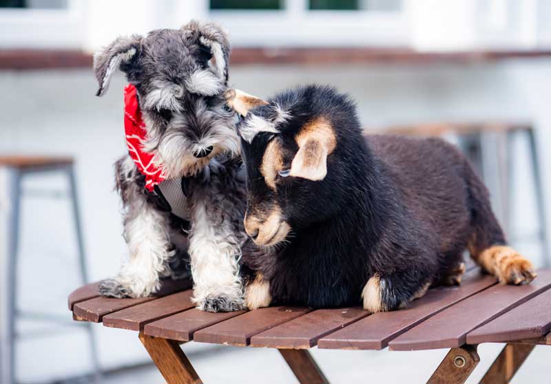 Can All Animals Be Microchipped and How Does That Work?