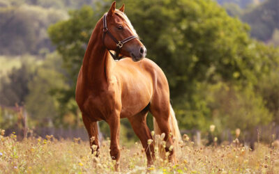 Caring For Your Horse: Celebrating National Horse Protection Day