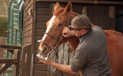 Caring For Your Pregnant Horse