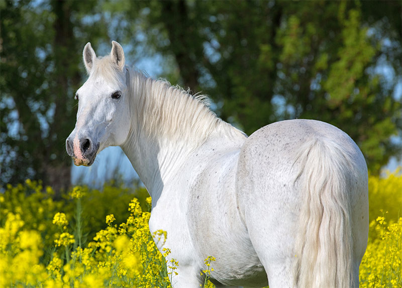 Caring For Your Pregnant Horse