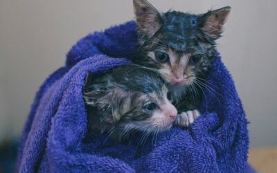 Tips for a Drama-Free Cat Bath – Cat Health Month