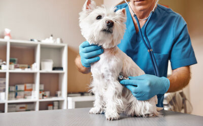 Celebrating Routine Veterinary Care During National Pet Wellness Month