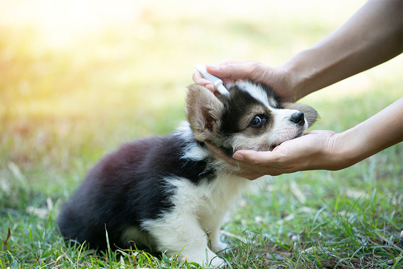 Celebrating Routine Veterinary Care During National Pet Wellness Month