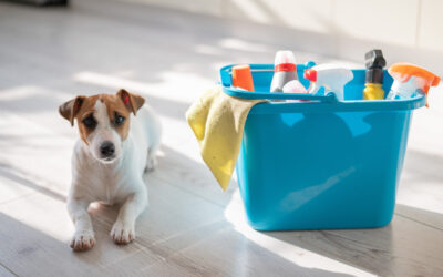 Spring Cleaning Hazards: Are Your Cleaning Products Safe for Pets?