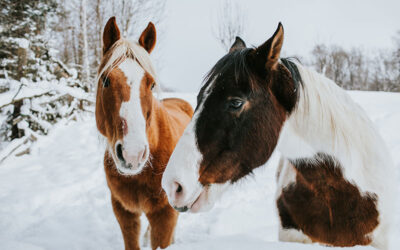 Cold Weather Care for Your Horse