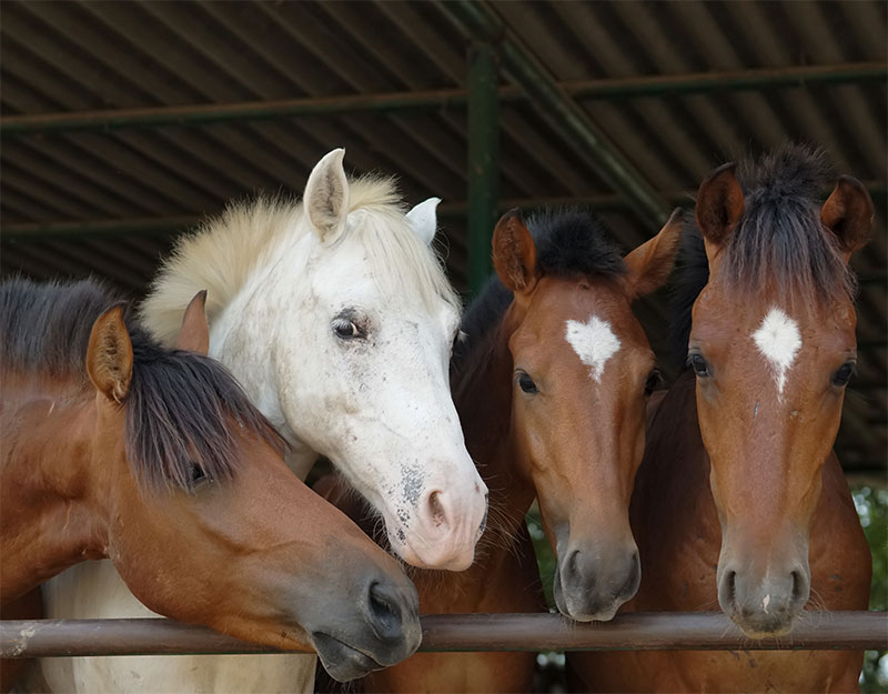 Cold Weather Care for Your Horse
