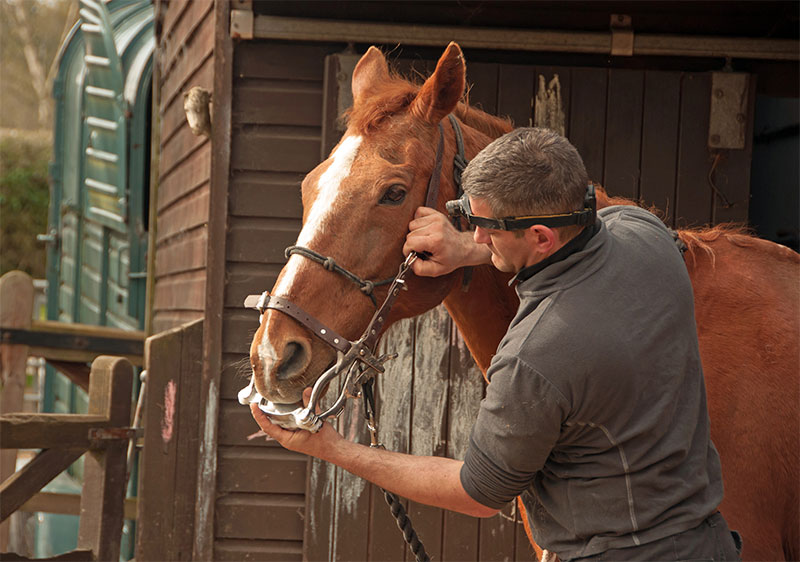 Cold Weather Care for Your Horse