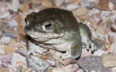 Help! There’s a Colorado River Toad in My Dog’s Mouth