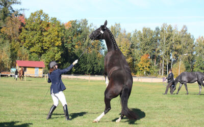 Navigating and Overcoming Common Challenges in Horse Training