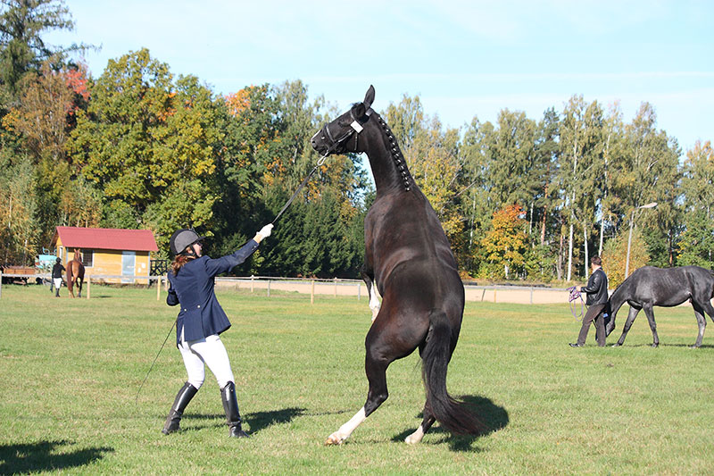 Common Things That Frighten Horses and How to Handle Them Safely