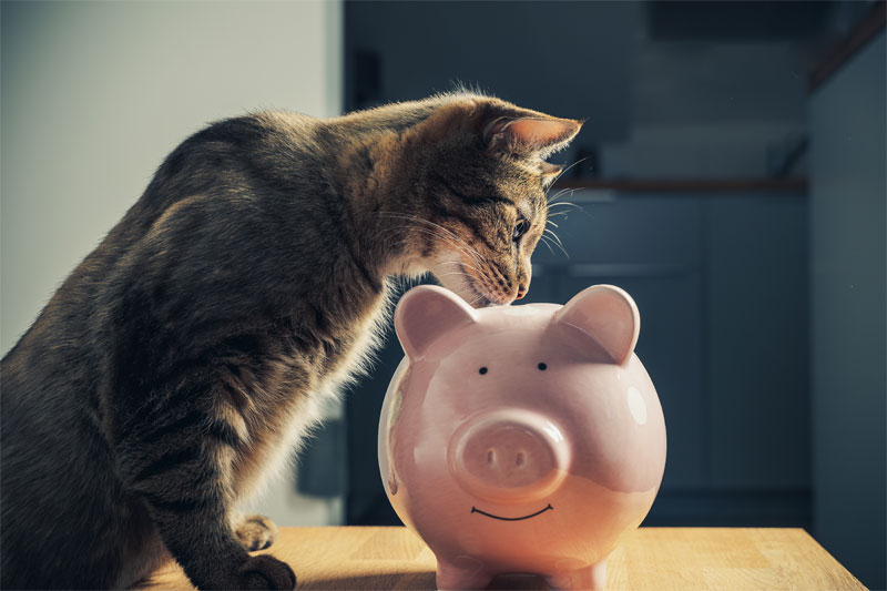 Managing the Cost of Veterinary Care